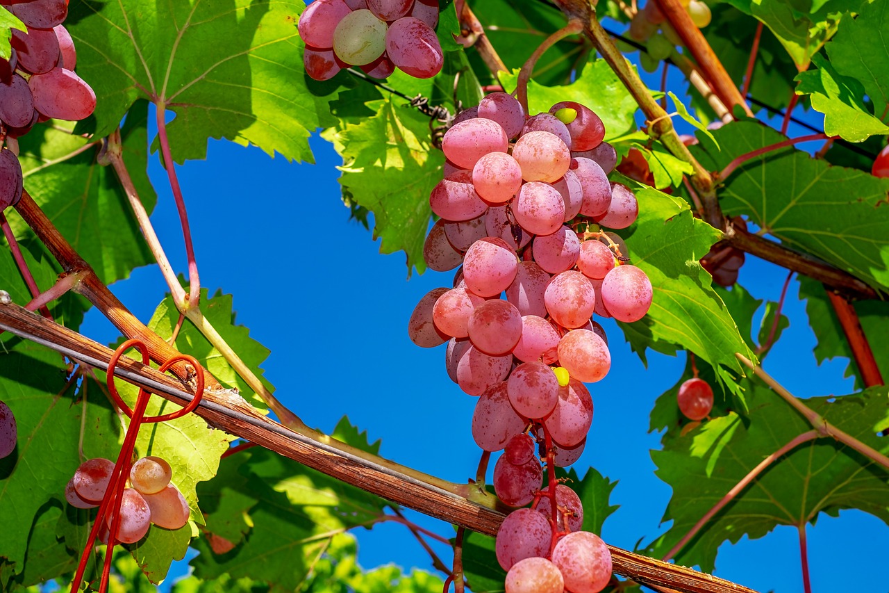 How to Reduce Your Food Miles for a Healthier Planet?
